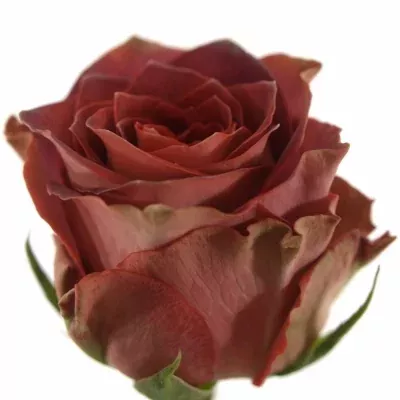 Červená růže CONFUSION 40cm (XL)