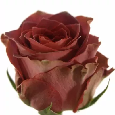 Červená růže CONFUSION