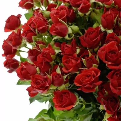 Červená růže DOMINICA 60cm/5+