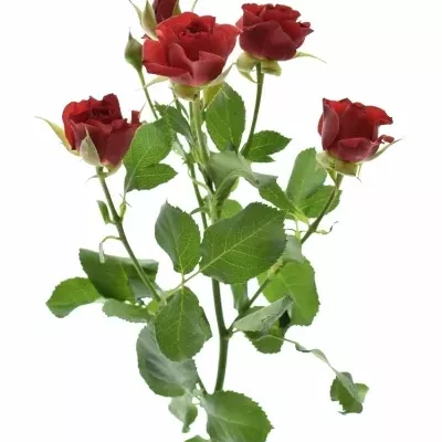 Červená růže DOMINICA 35cm/3 