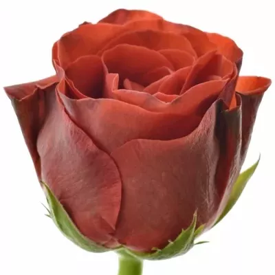Červená růže EL TORO 50cm (L)