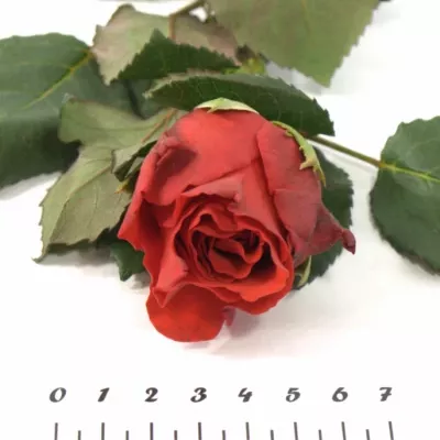 Červená růže EL TORO 70cm (XL)