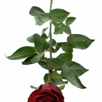 Červená růže EVER RED 70cm