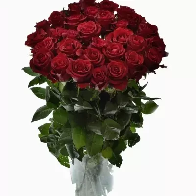 Červená ruža EVER RED 70cm