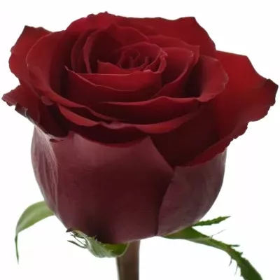 Červená růže EVER RED 50cm (XL)