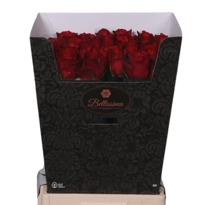 Červená růže EVER RED