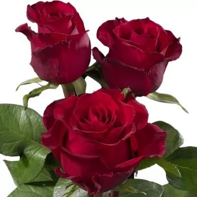 Červená ruža EVER RED 70cm (XXL) SUPER