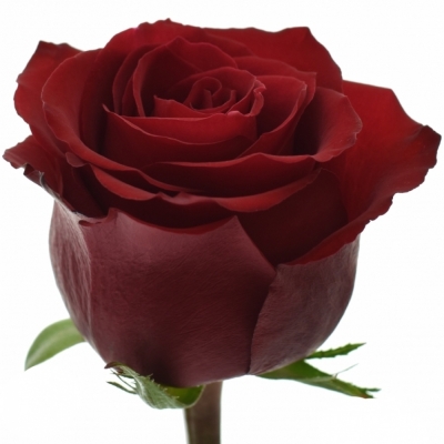 Červená růže EVER RED 50cm (XXL) SUPER