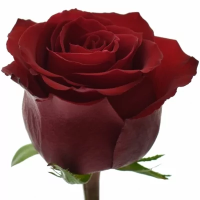 Červená růže EVER RED 90cm (XL)