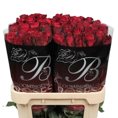 Červená růže EVER RED