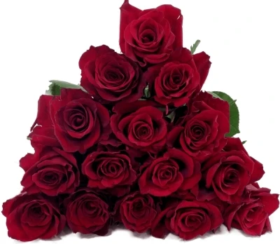 Červená růže EVER RED