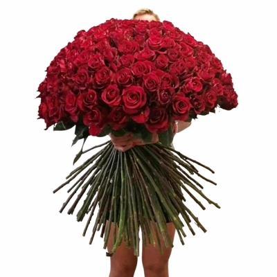 Červená ruža EVER RED 90cm (XXL)