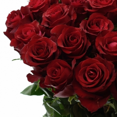 Červená ruža EVER RED 90cm (XXL)