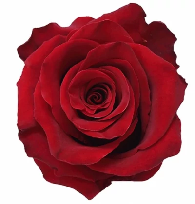 Červená růže EXPLORER  EQ  SUPER