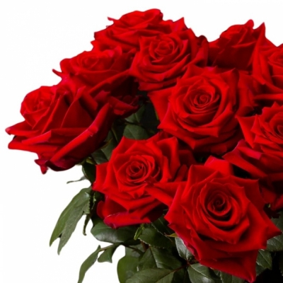 Červená ruža EXPLORER 50cm (XXL)
