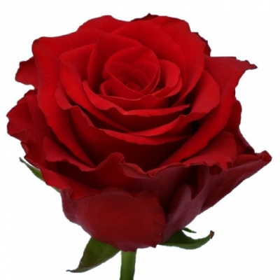 Červená růže EXPLORER 50cm (XXL) EQ  SUPER