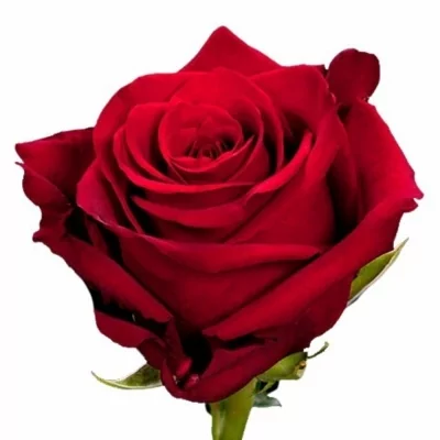 Červená růže EXPLORER 80cm (XXL) EQ SUPER