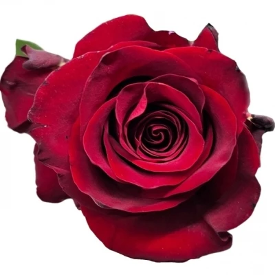 Červená růže EXPLORER 