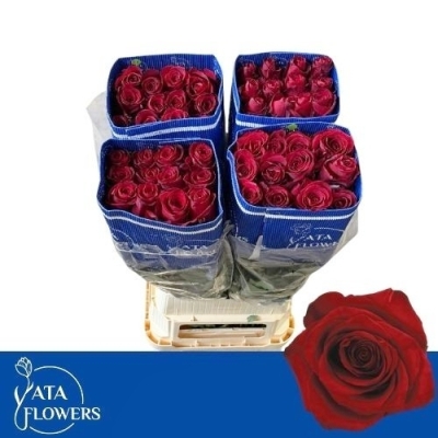 Červená růže EXPLORER 