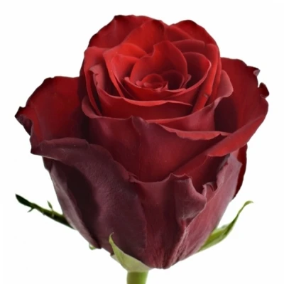 Růže EXPLORER 90 cm (XXL) EQ