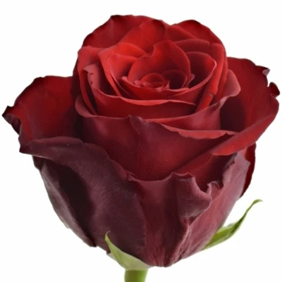 Červená růže EXPLORER 