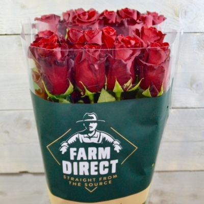 Červená růže EXPLORER 