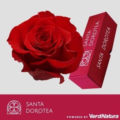 Červená růže EXPLORER 