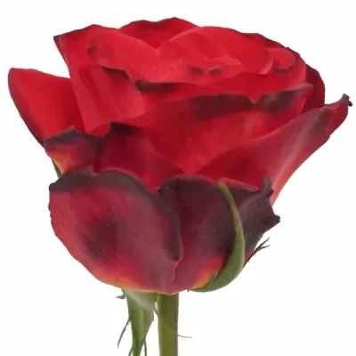 Červená růže FIORELLA 40cm (L)