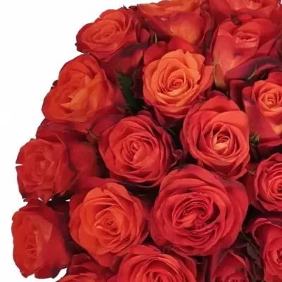 Červená růže FIORELLA 40cm (L)