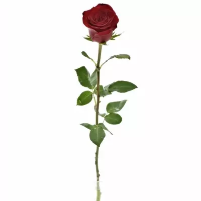 Červená růže FREEDOM 90cm (XL)