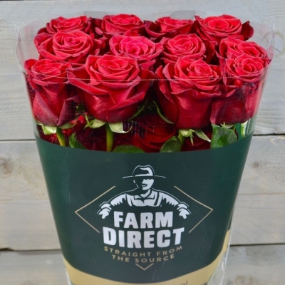 Červená růže FREEDOM 90cm (XL)