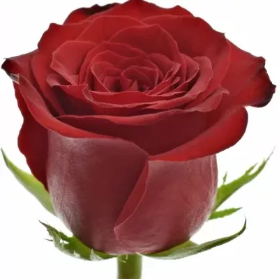 Červená růže FREEDOM 80cm (XL)