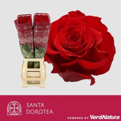 Červená růže FREEDOM 90cm (XL)