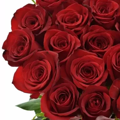 Červená růže FREEDOM 90cm (XL)
