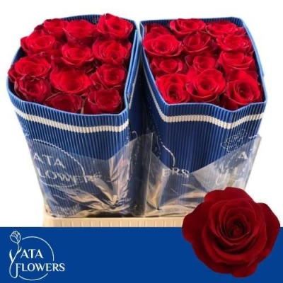 Červená růže FREEDOM 90cm (XL)