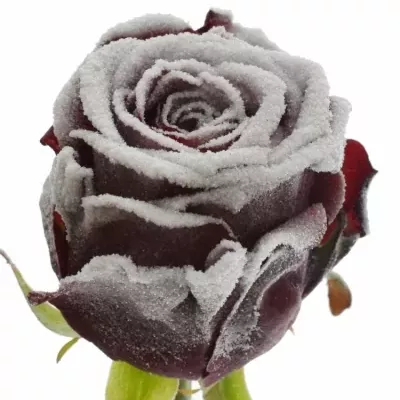 Červená růže FROSTWAX RED NAOMI! 70cm (L)