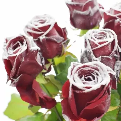 Červená růže FROSTWAX RED NAOMI! 60CM (L) R185