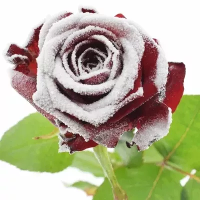 Červená růže FROSTWAX RED NAOMI! 60CM (L) R185