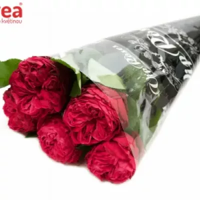 Červená růže FROZEN SUMMERHOUSE 40cm (L)