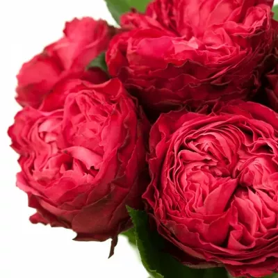 Červená růže FROZEN SUMMERHOUSE 40cm (L)