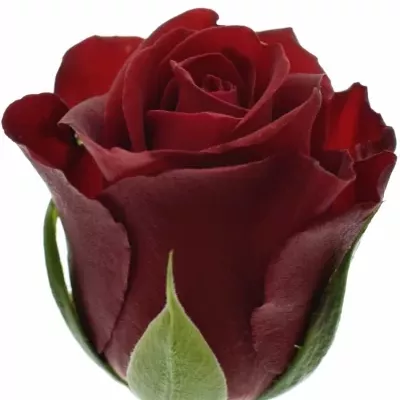 Červená růže FURIOSA 70cm (M)