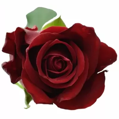 Červená růže FURIOSA