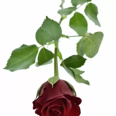 Červená ruža Furioso
