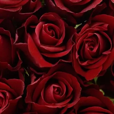 Červená ruža Furioso