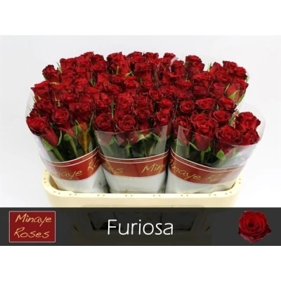 Červená růže FURIOSA