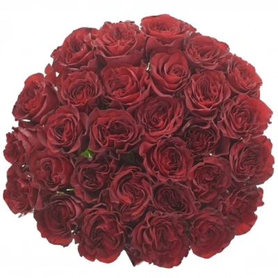 Červená růže HEARTS