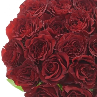 Červená růže HEARTS