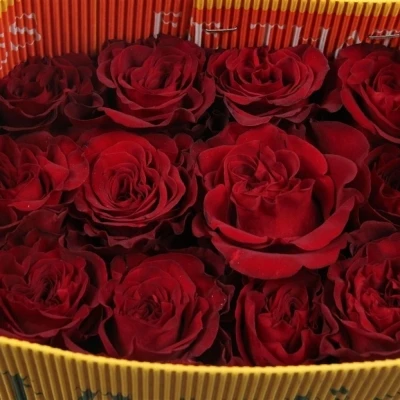 Červená růže HEARTS 70cm (XL)