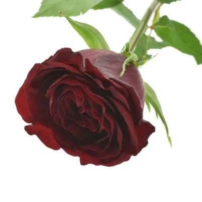 Červená růže HEARTS