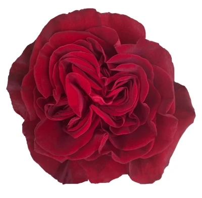 Červená růže HEARTS